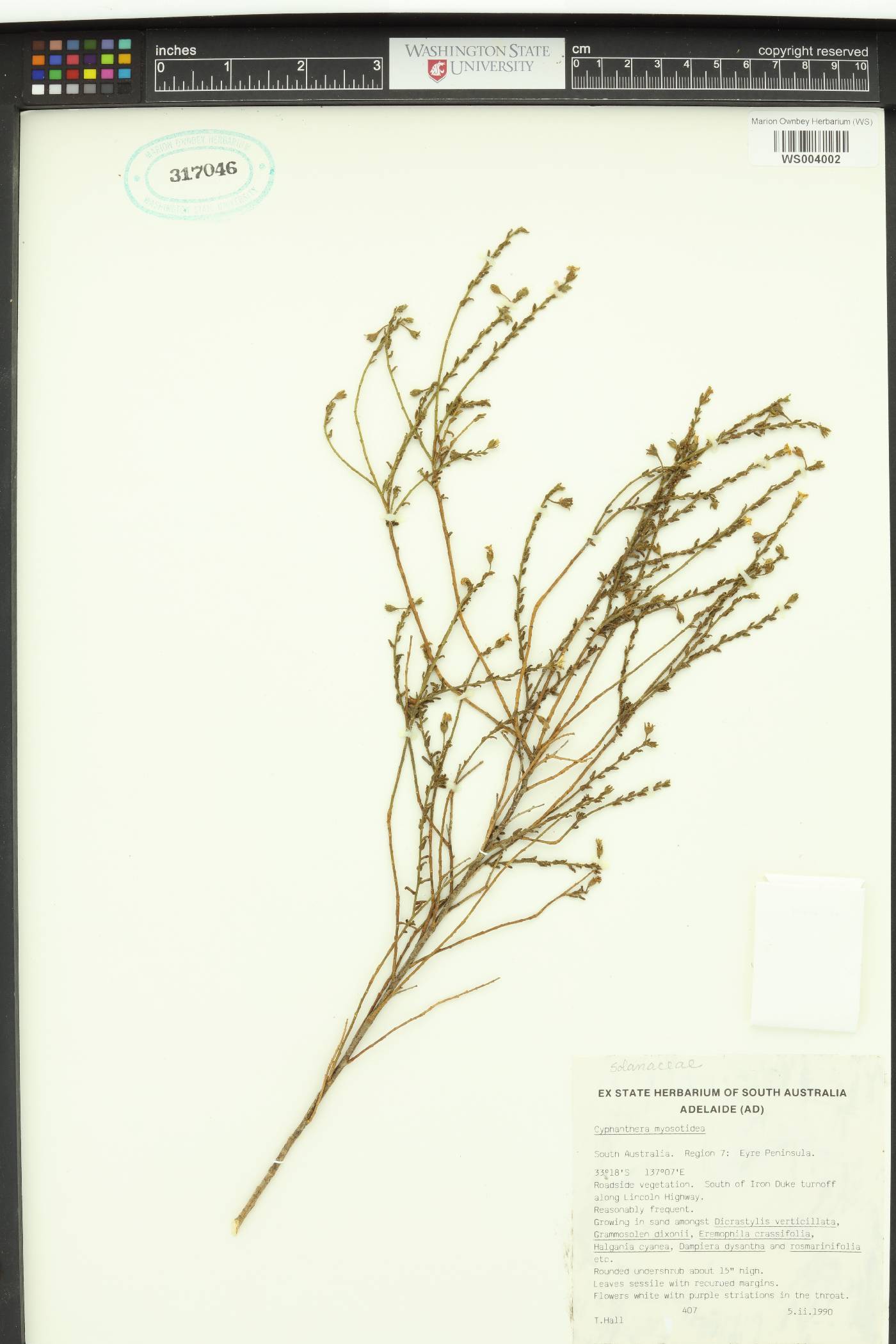 Cyphanthera image