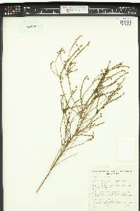 Cyphanthera myosotidea image