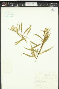 Duboisia hopwoodii image