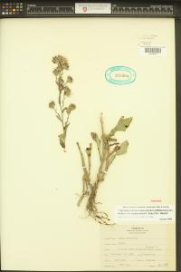 Symphyotrichum lanceolatum image