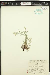 Cryptantha intermedia image