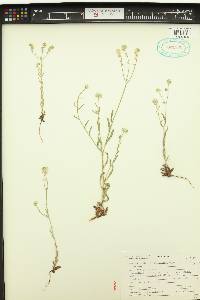 Cryptantha intermedia image