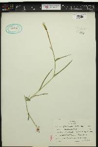 Tragopogon pratensis image