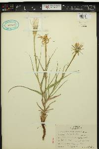 Tragopogon pratensis image