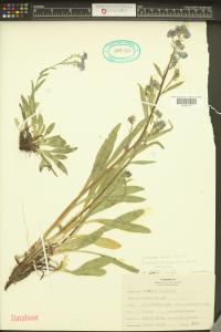 Hackelia floribunda image