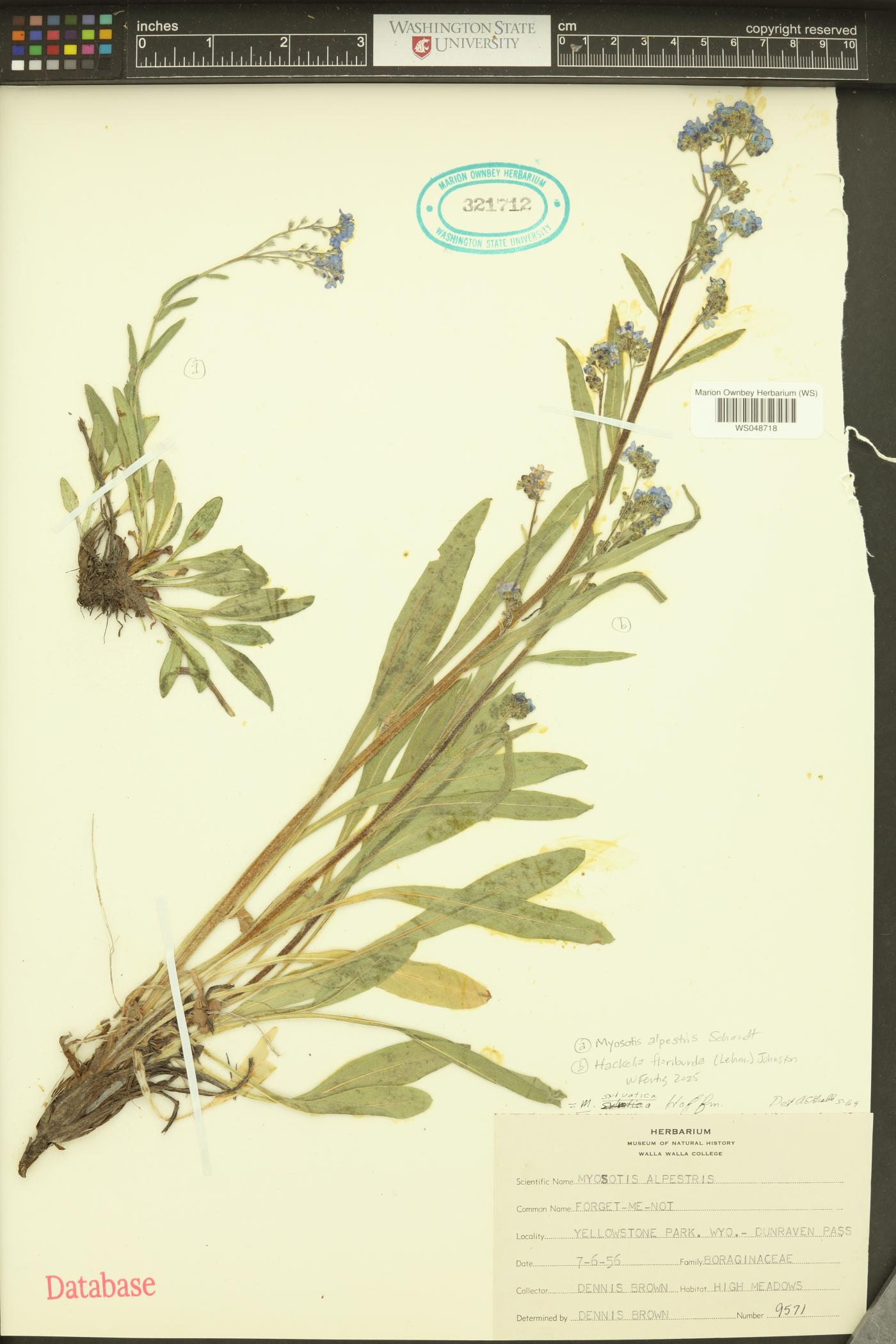 Myosotis alpestris image