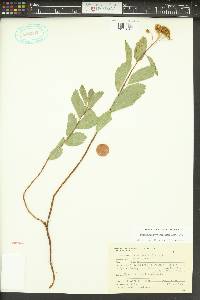 Spiraea lucida image