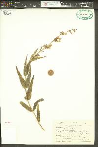 Penstemon venustus image