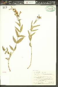 Penstemon venustus image