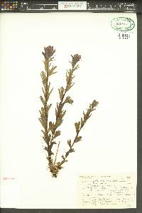 Castilleja rupicola image