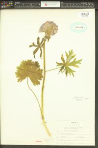 Sidalcea campestris image