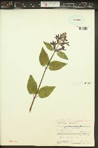 Stachys cooleyae image