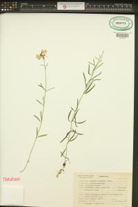 Linaria vulgaris image