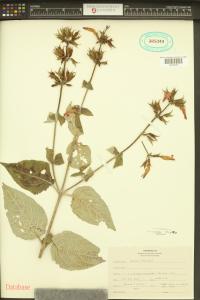 Salvia arbuscula image