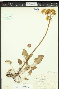 Eriogonum compositum image