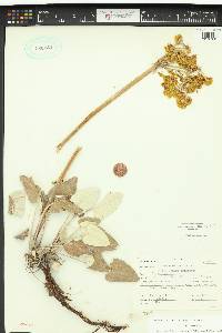 Eriogonum compositum image