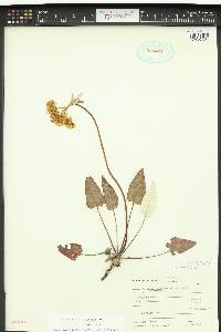 Eriogonum compositum image