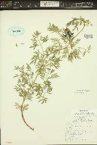 Clematis hirsutissima image