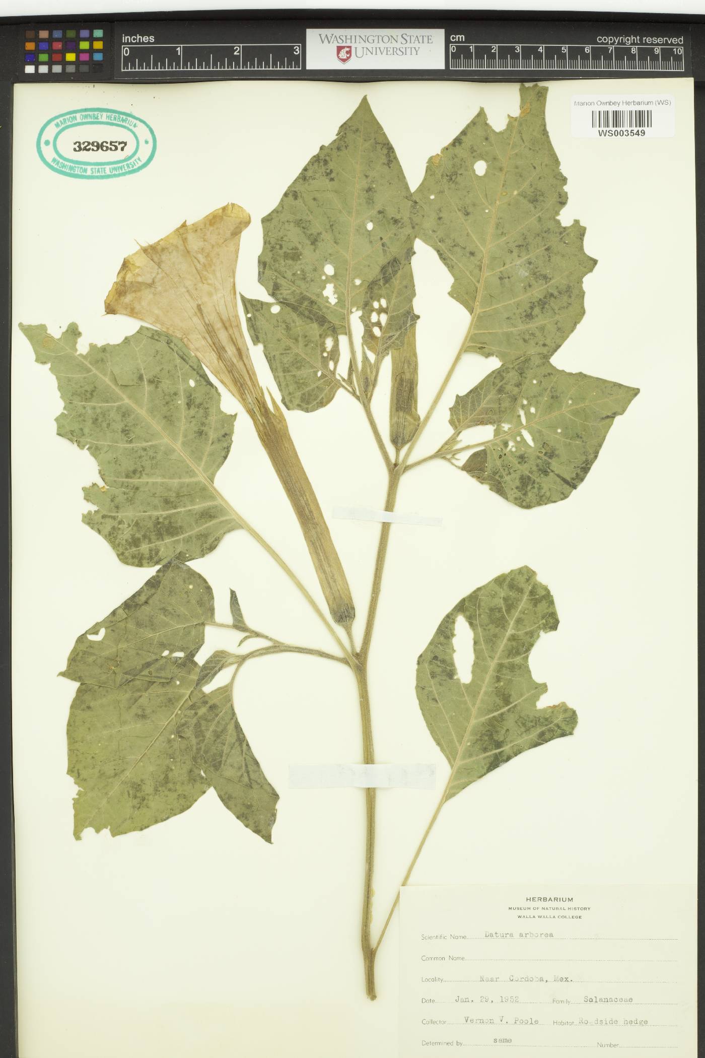 Datura arborea image