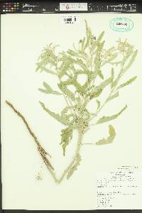 Solanum heterodoxum var. novomexicanum image