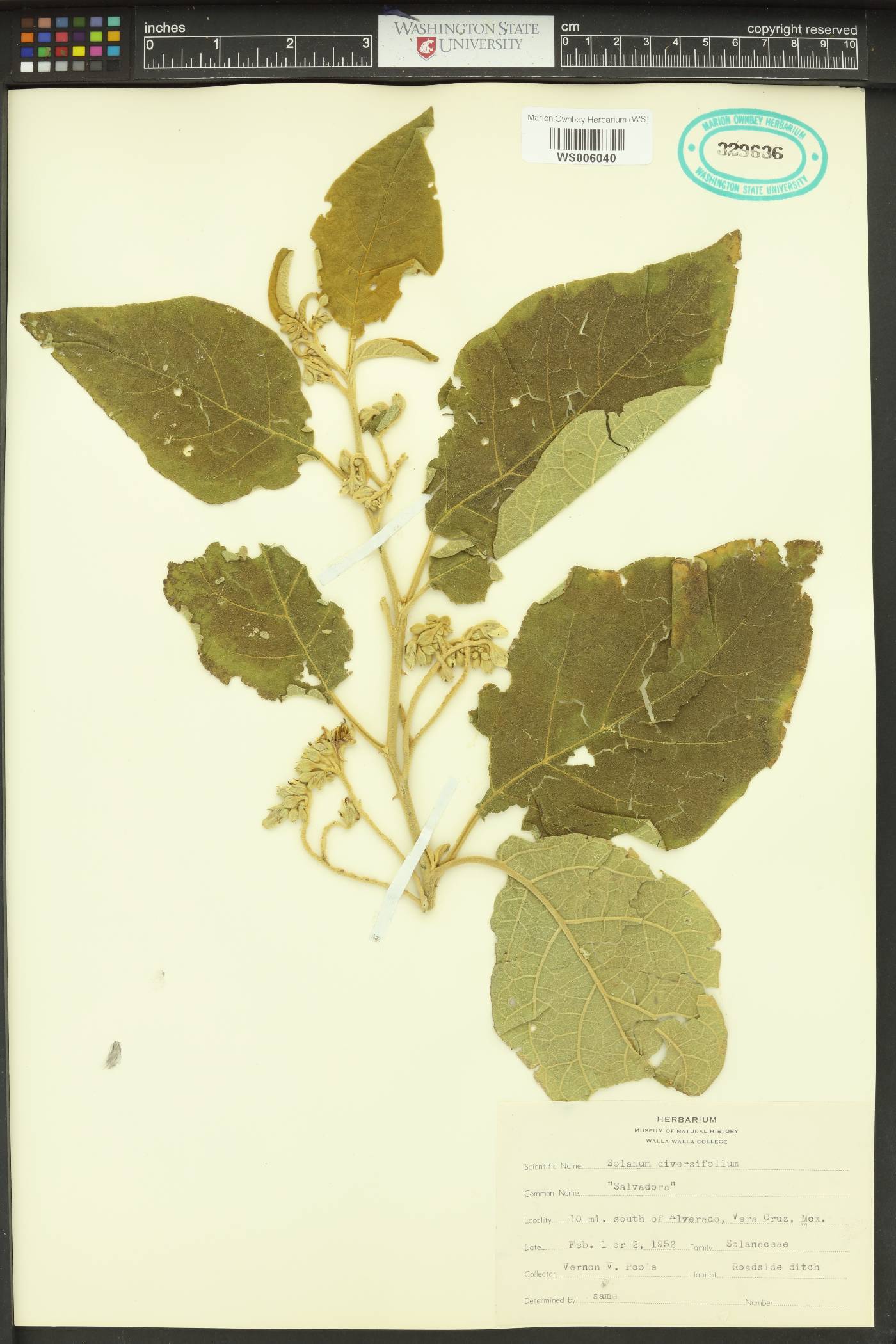 Solanum diversifolium image