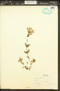 Penstemon serrulatus image
