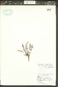 Pedicularis semibarbata image