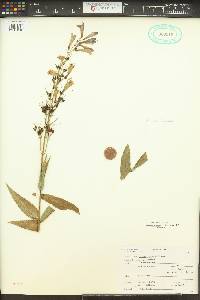 Penstemon venustus image