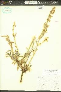 Penstemon deustus image