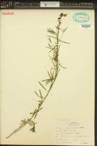 Linaria vulgaris image