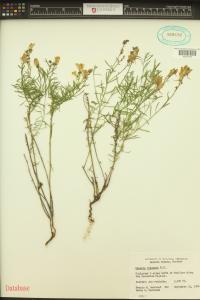 Linaria vulgaris image