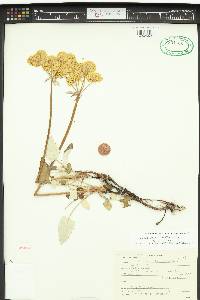 Eriogonum compositum var. compositum image