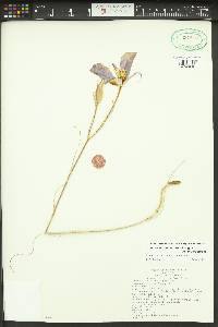 Calochortus macrocarpus image