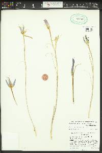 Calochortus macrocarpus image