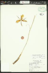 Calochortus macrocarpus image