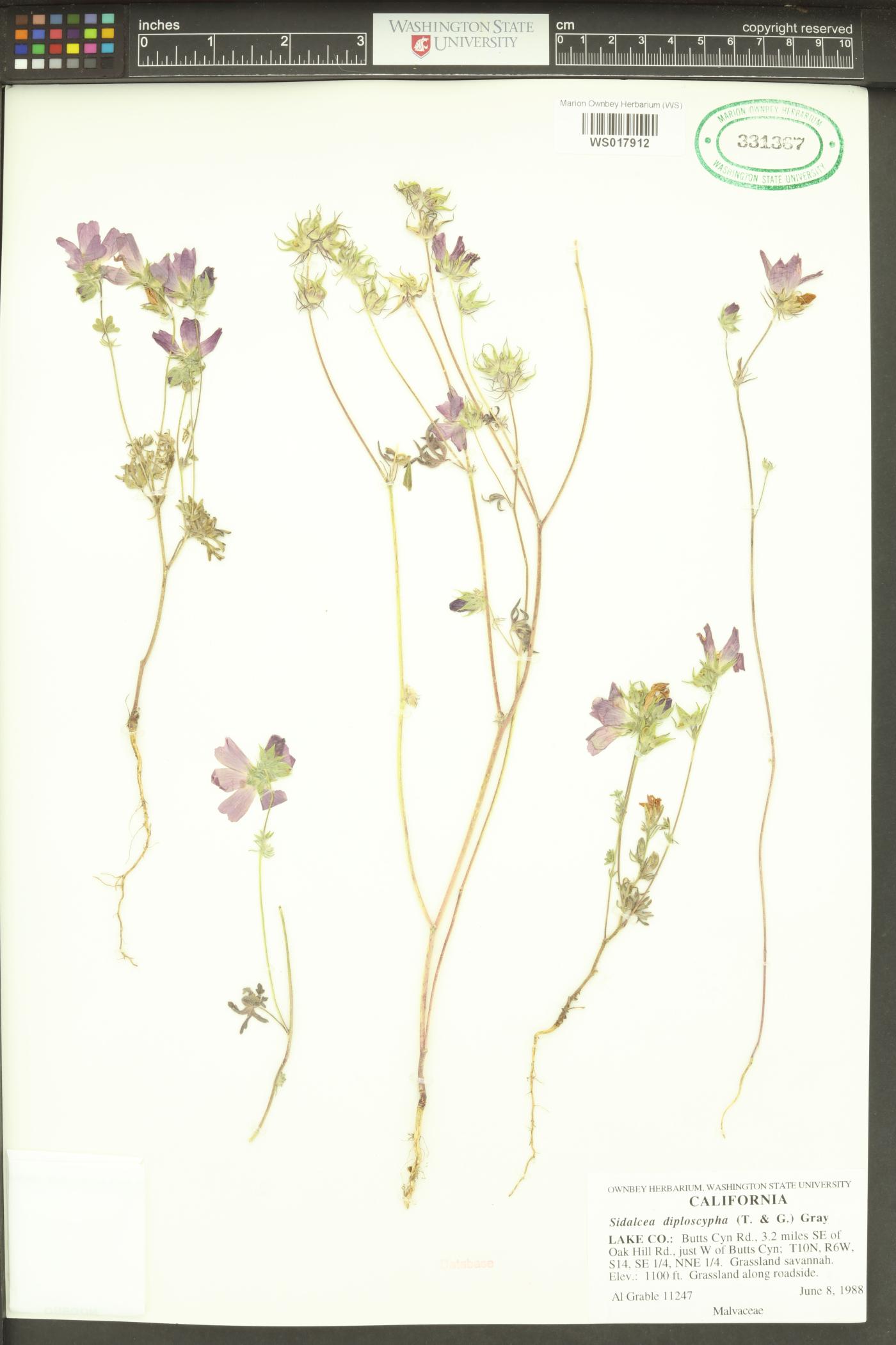 Sidalcea diploscypha image