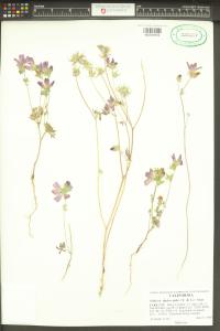 Sidalcea diploscypha image