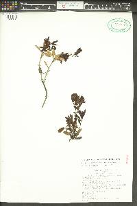 Penstemon fruticosus image