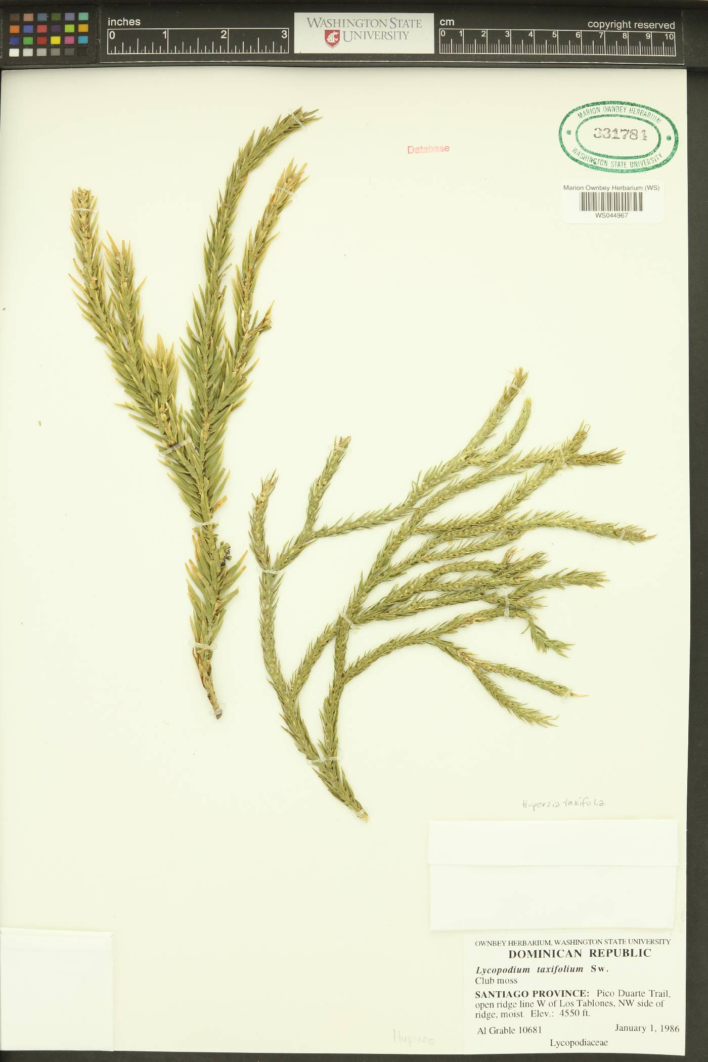 Huperzia taxifolia image