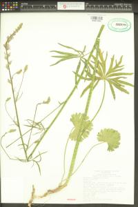 Sidalcea campestris image
