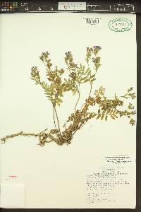 Polemonium californicum image