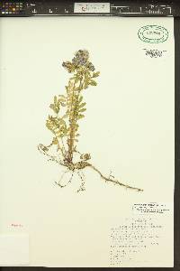 Polemonium californicum image