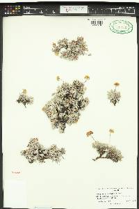 Eriogonum caespitosum image