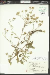 Symphyotrichum jessicae image