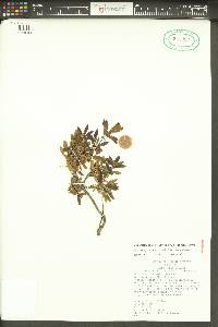 Penstemon fruticosus image