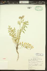 Polemonium californicum image