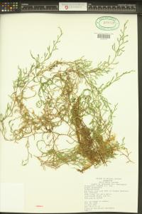 Selaginella oregana image