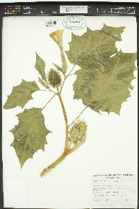 Datura stramonium image