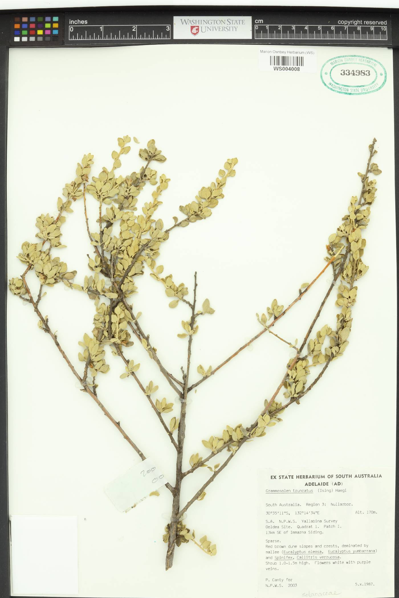 Grammosolen truncatus image