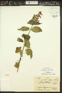 Stachys cooleyae image